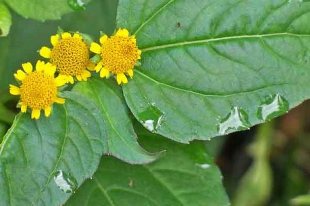 Creative Farmer Rare Exotic Acmella Oleracea/Toothache Plant/Paracress/Sichuan  Buttons/Buzz Ting Flowers/Electric Daisy/S : Amazon.in: Garden & Outdoors