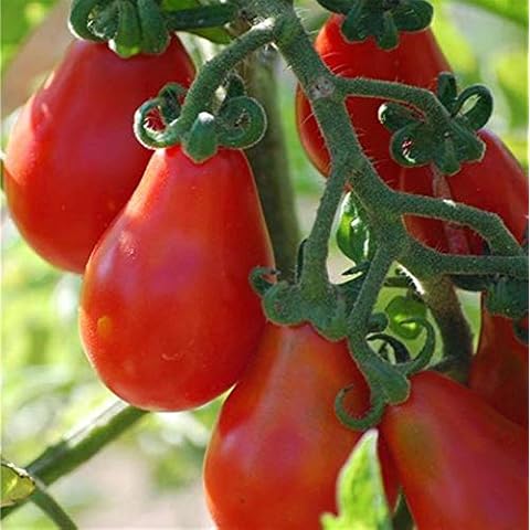 Viridis Hortus 30 Tomato Red Pear Seeds Cover