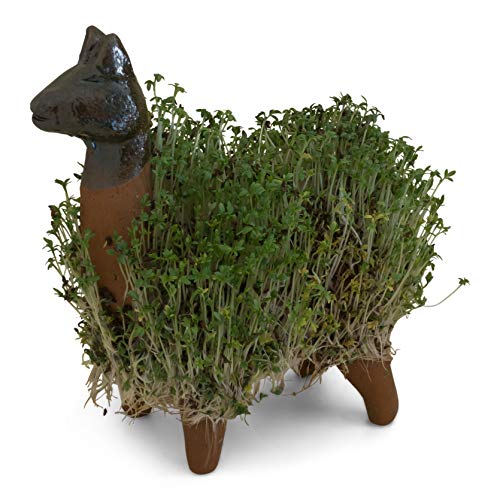 Lassen Sie Ihr eigenes KresseLlama gedeihen (Inklusive Kressesamen). Fair gehandelt. Handarbeit aus Mexiko. Llama. - Image 7