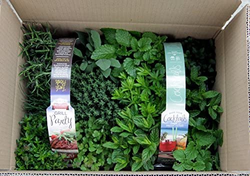 ERBE AROMATICHE in set da n.6 vasi per insaporire grigliate + set da n. 6 vasi per guarnire e aromatizzare COCKTAIL e TISANE (in vaso Ø 9 cm)