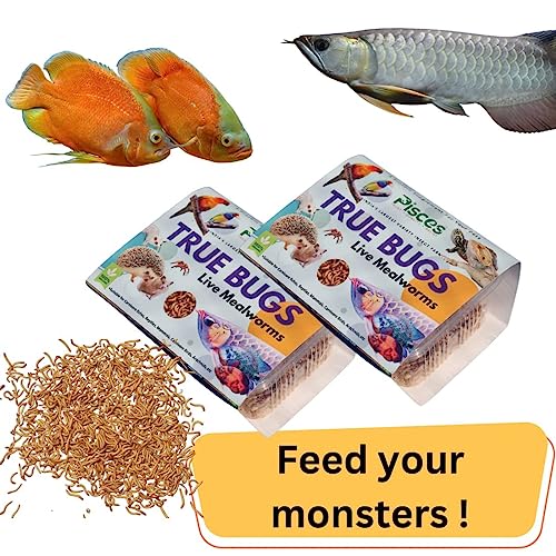 Image of True Bugs Live Larvae MEALWORMS 250 pcs | High Protien Treat Food with Natural Supplement for All Life Stages Aquarium Fish Like Arowana, Flowerhorn, Oscar, Birds, Reptile, Monkey and Other Pets