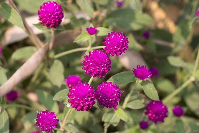 CooPany® Gomphrena Purple Flower/Vadamalli Poo Healthy Live Plant With safe & Secure Packing (B0C55PC63T) Amazon Price History, Amazon Price Tracker