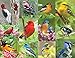 Springbok 33–3 797,3 cm Birds of a Feather Puzzle (Lot de 500)