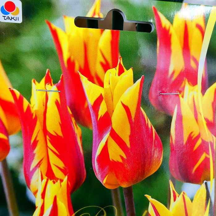 信州産　黄色の百合球根(子球付き♪ 信州産 黄色の百合球根(子球付き♪ 信州産黄色の百合球根(