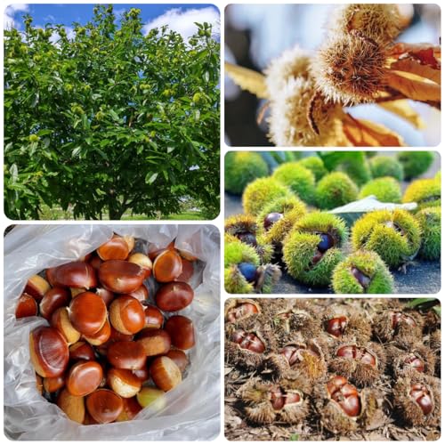 Comprar semillas de castaño - castañas - exóticas resistentes de balcón, decoración salón, balcón, 15pcs
