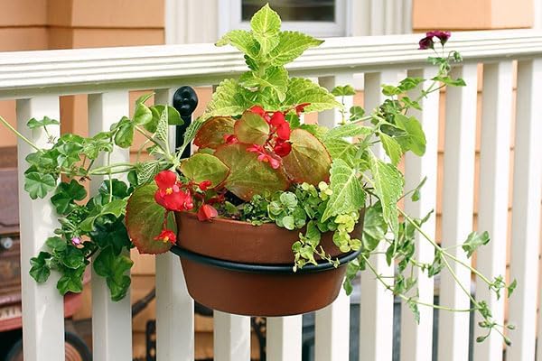 BestNest Pack Price Achla Wall Mounted Flower Pot Holders, 8" Dia., Case of 6