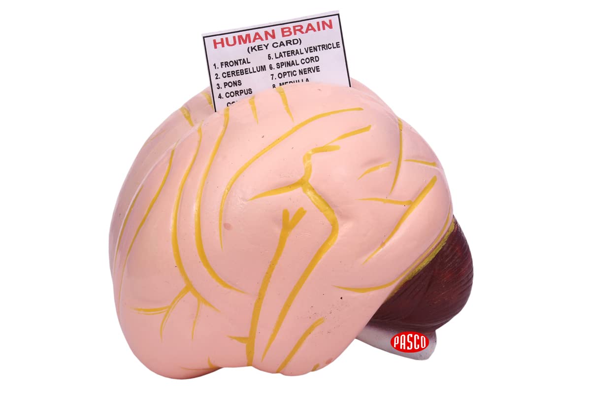 Pasco Anatomical Human Brain Model For Scientific And Educational Purpose  Demonstration Project
