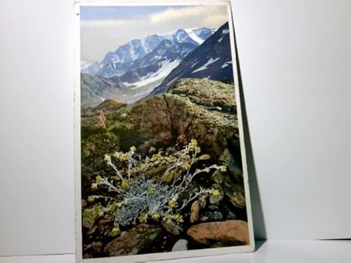 Walliser Alpen. Artemisia Mutellina ( Edelraute ). Photochromie. Schweiz. Alte Ansichtskarte / Künstlerkarte farbig, gel. 1933. Gebirgslandschaft mit Raute.