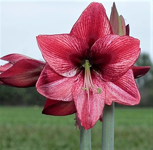 Spectacular Large Flowering Bulb, Revelation Amaryllis, Large Blooming Sized Bulb