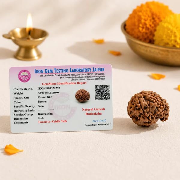 Image of Natural Seven Face Rudraksha Bead for Puja, Japa, Meditation & Spiritual Practices | Authentic Rudraksh for Men & Women (Siddh Ganesh Mukhi Rudraksha)