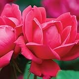 Red Double Knock Out Rose Bush (1 Gallon) Flowering Semi-Evergreen Shrub with Red Double-Form Blooms