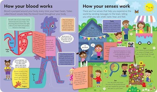 Discover the Human Body: Lift-the-Flap Book: Board Book with Over 50 Flaps to Lift! (FunFacts) - Image 2