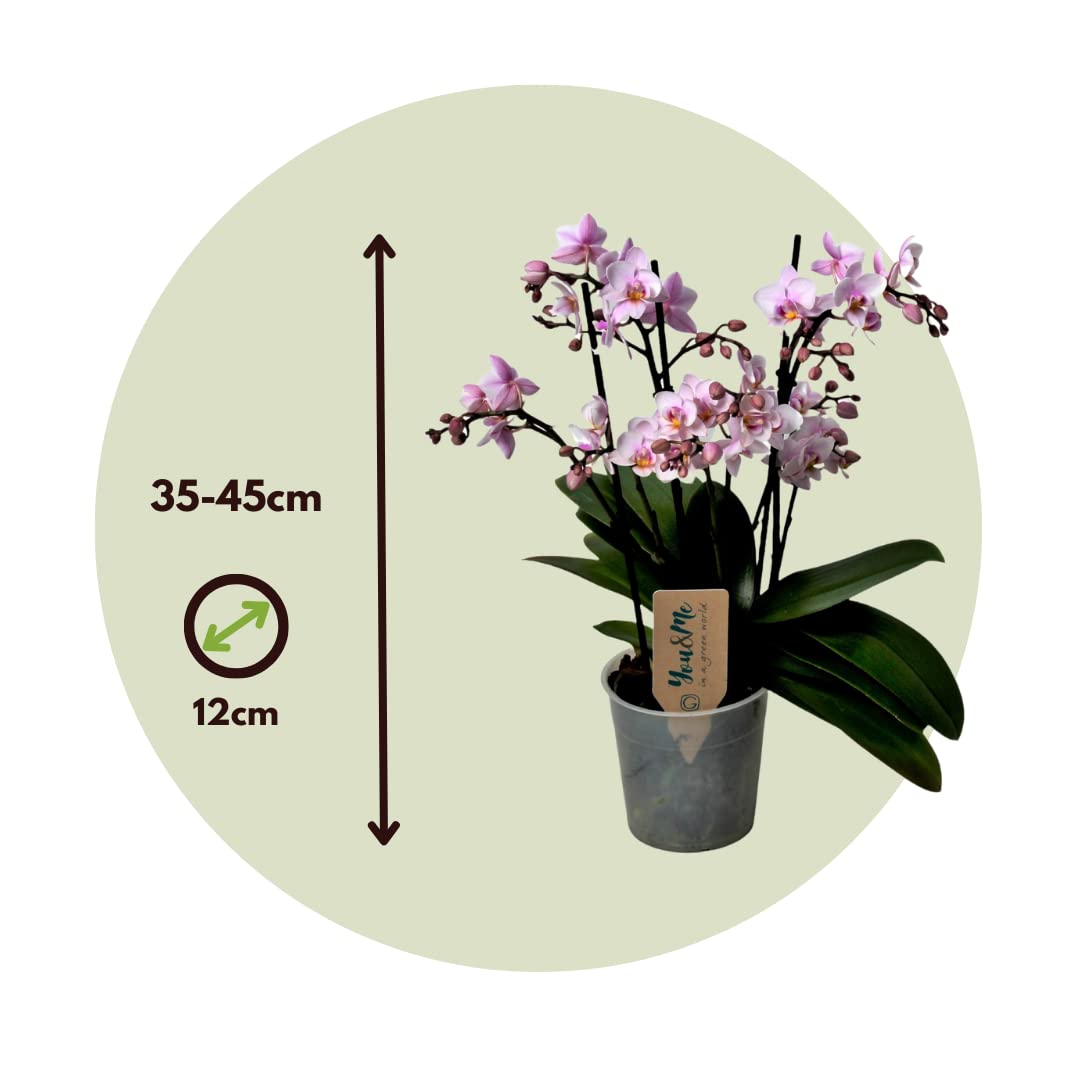 Plant in a Box - Phalaenopsis Multiflora - Orchidée rose - Plante d'intérieur à fleurs - Aime les chats - Pot 12cm - Hauteur 35-45cm