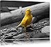 Produktbild kleiner wachsamer Kanarienvogel schwarz/weiß auf Leinwand, XXL riesige Bilder fertig gerahmt mit Keilrahmen, Kunstdruck auf Wandbild mit Rahmen, günstiger als Gemälde oder Ölbild, kein Poster oder Plakat