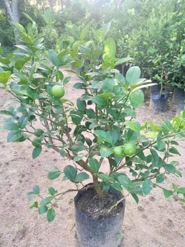 DIARAA All time sadabahar Kagzi Nimboo | Fruit Plant | Lemon Tree (pack of 1) 4