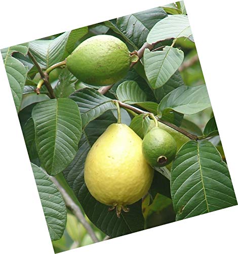PLAT FIRM Germination Seeds: 15 Seeds Common Guava (Psidium Guajava) Fruit Tree