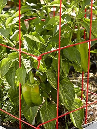 Gardener's Supply Company Pepper And Eggplant Cages Plant Stand | Heavy Gauge Sturdy Garden Plants Support For Eggplants Peppers And Other Climbing Plants | No Assembly Needed | Red 24" H (Set Of 3) #TOP2