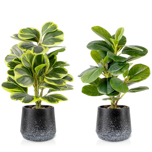 Peperomia Obtusifolia Lot de 2 plantes artificielles réalistes en pot pour bureau, salle de bain, bureau ou décoration d'intérieur (vert persistant, sans entretien)
