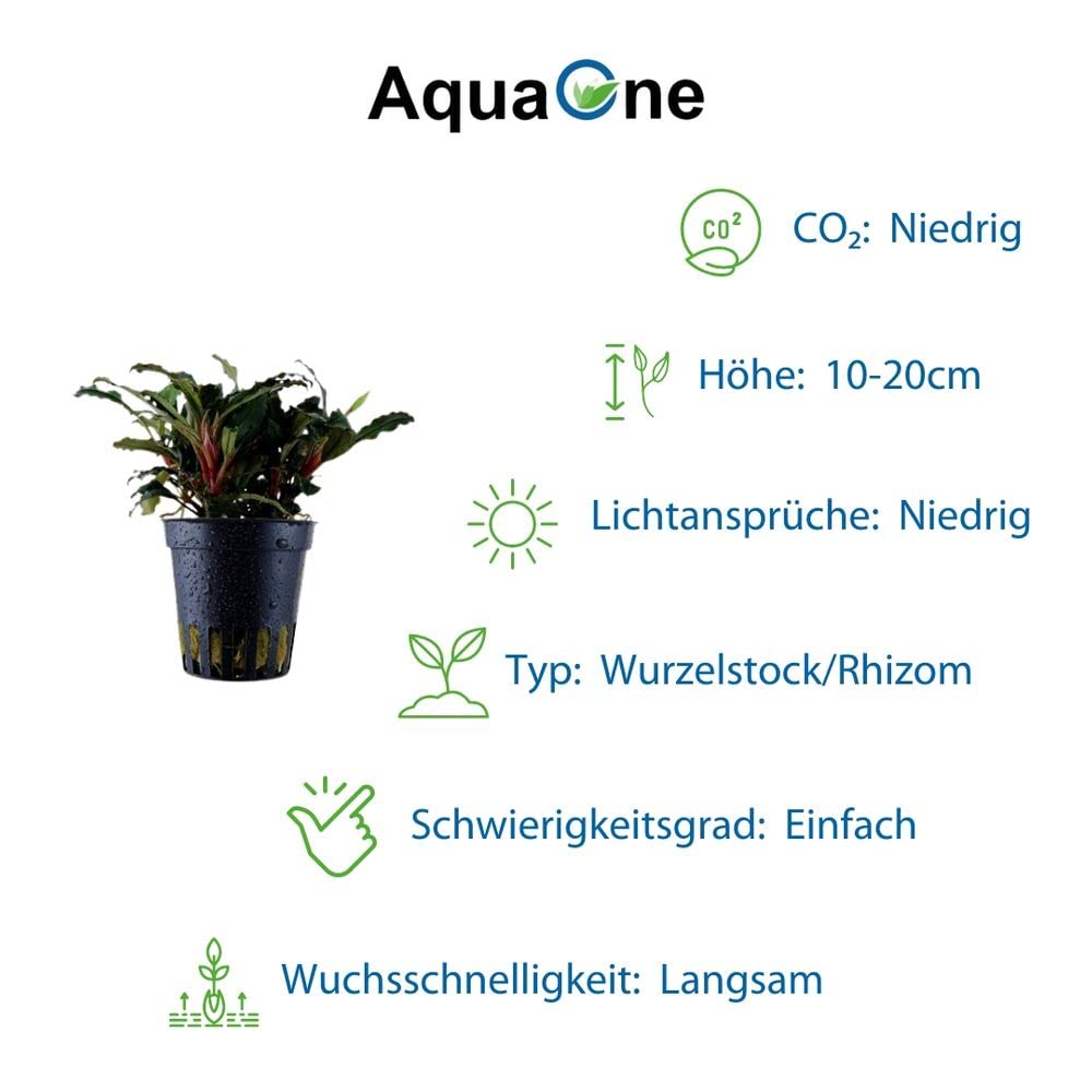 AquaOne Aquarium Pflanzen 3x Wasserpflanzen Set Exclusiv Aquascaping