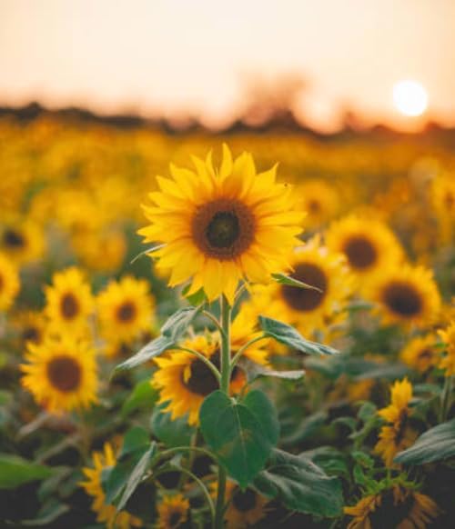 500 semillas de girasol mixtas para plantar, semillas de girasol tradicionales sin OMG de alta calidad para plantar en jardines y paisajismo, mejora