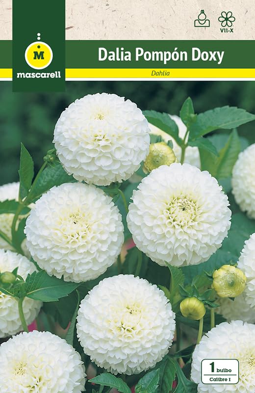 Bulbo De Dalia Decorativa MAJUBA – Mascarell Semillas, Fácil De Cultivar, 1 Bulbo Para Floración Primaveral