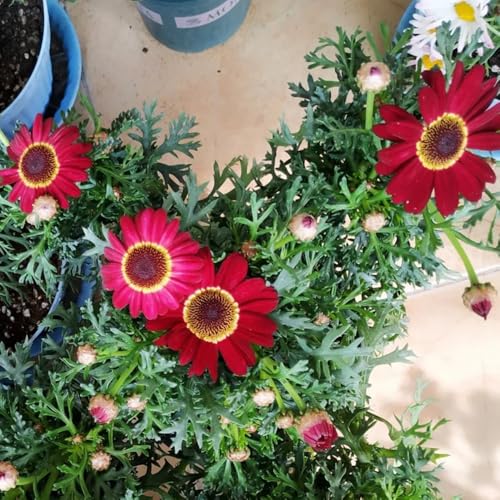 Semillas de Argyranthemum frutescens, margarita raras semillas de balcón 250pcs