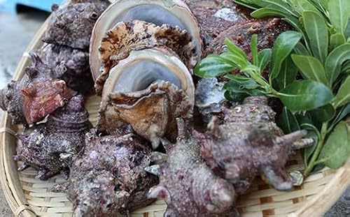 [日時指定可]極上活アワビ(養殖)&活サザエ 食べ比べセット はじめての方もちろん、リピーターの方も実は多い! 西ノ島町が誇る逸品!旬の味覚直送便 隠岐 西ノ島町 西ノ島 あわび さざえ あわびのステーキ バター焼き 酒蒸し あわびの炊き込みごはん サザエご飯 壺焼き つぼ焼き 刺身 サ