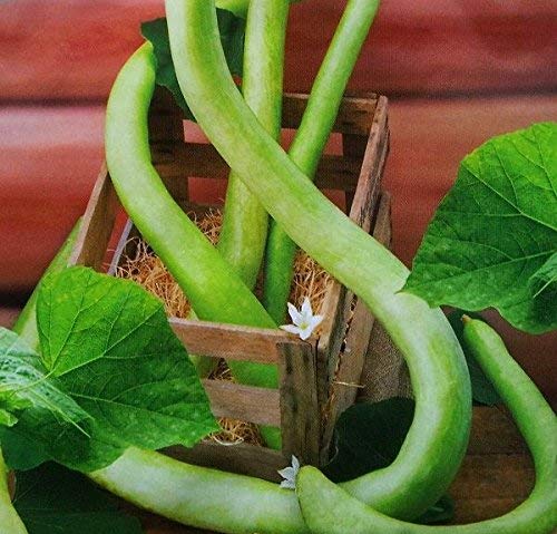 Semi di zucca serpente - Lagenaria siceraria - 24