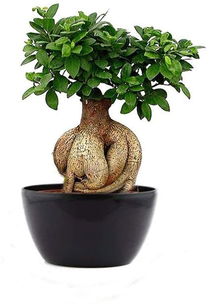Hybeid And Grafted Ficus Bonsai PlantEasy To Grow [BB668]-image-32