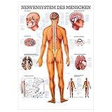  Das Nervensystem Lehrtafel Anatomie 100x70 cm medizinische Lehrmittel