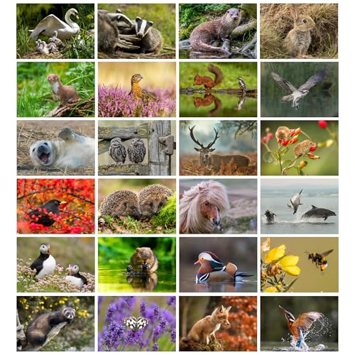 Pack of 24 British Wildlife Greeting Cards Vol 2. Blank Cards and Envelopes. Eco-friendly Cards, Envelopes and Box. Blank Inside.