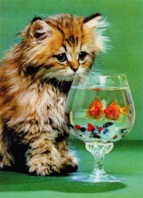 3D Lenticular Postcard-CAT 'N' Fish