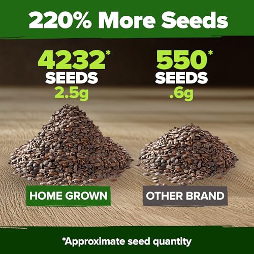 HOME GROWN Catnip Seeds (2 Pack) Heirloom Herb 4232 Seeds - Indoor or Outdoor Seed - High-Germination Cat Nip - Cat Safe Plants (Nepeta cataria) - Image 3