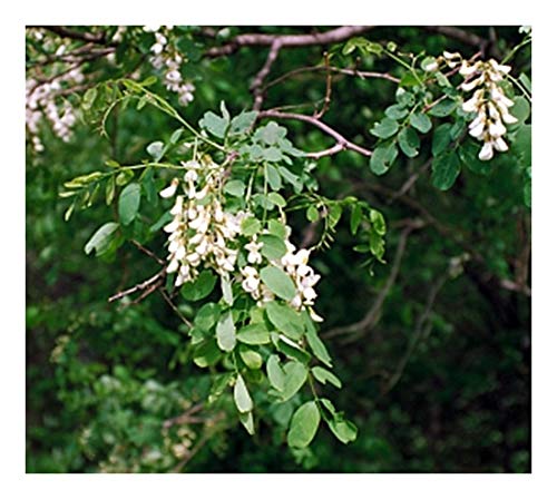 RP Seeds Robinia pseudoacacia (Black Locust) - 30 Seeds