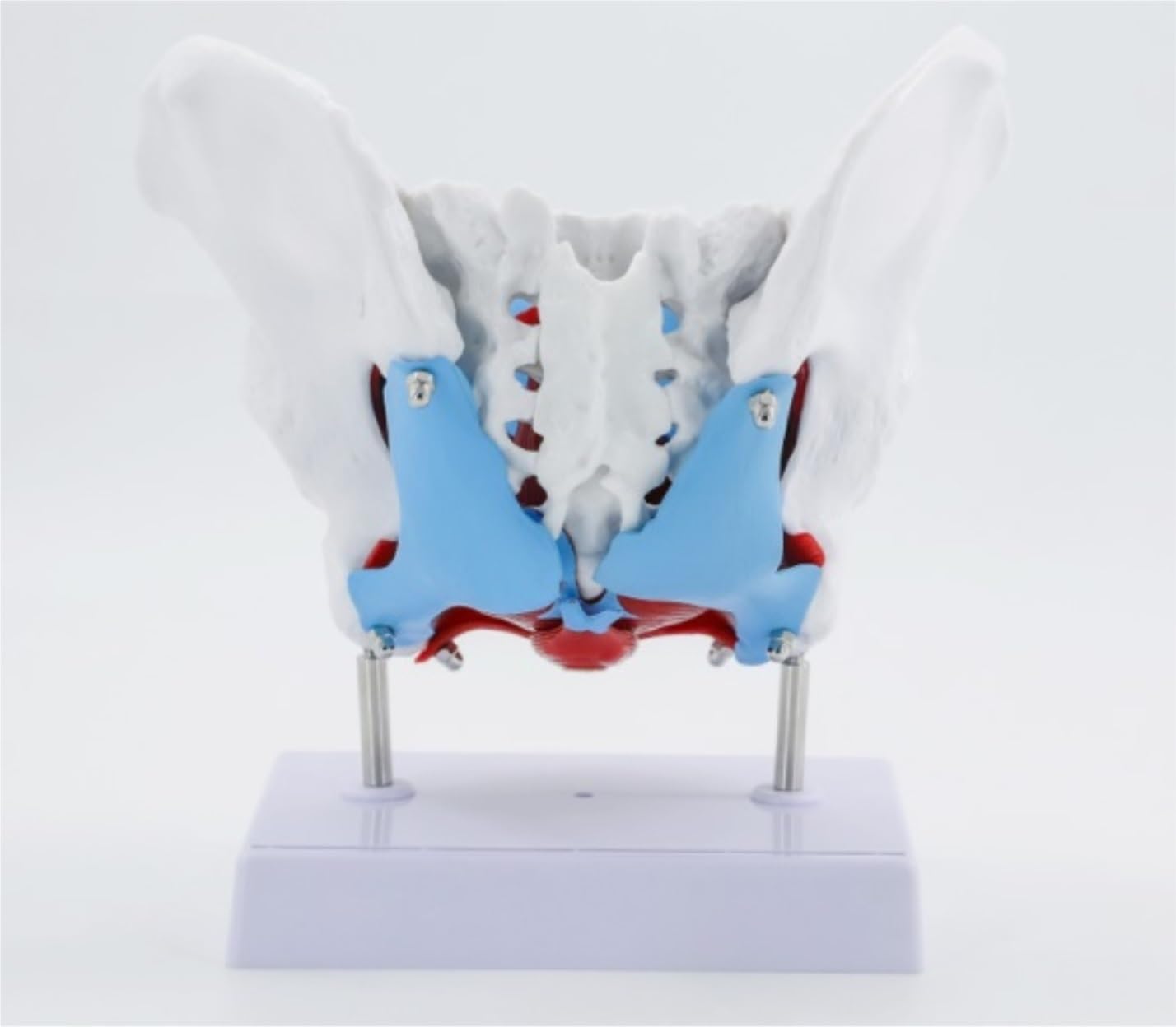 Anatomie Modell Menschlicher Körper Weibliches Becken Beckenbodenmuskelmodell Gebärmutter Eierstockmuskel Lehrmittel Bildungsbedarf Studenten Bildung Display