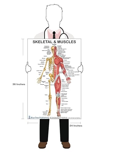 Miniatura 2 de Blue Tree Publishing Juego de 2 pósteres! Juego de póster de músculos esqueléticos vista frontal y trasera, 24 x 36 pulgadas, para acondicionamiento
