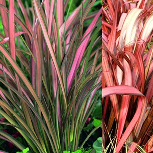 Phormium Maori Maiden - New Zealand Flax in A 9cm Pot - Evergreen Grass Plant