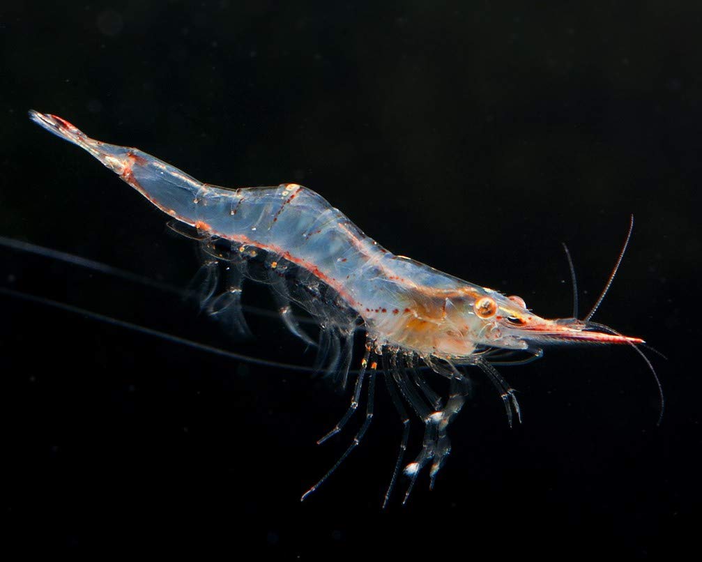 Garnelio - Rote Nashorngarnele - Caridina gracilirostris