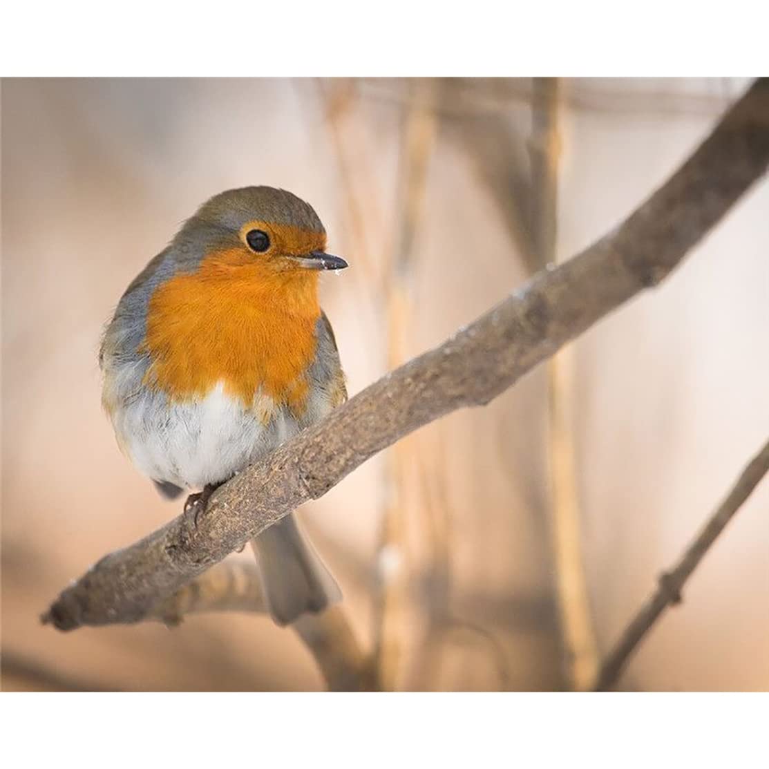 NPRZM DIY Oil Diamond Painting for Adult, Oil Diamond Painting Adult Kit for Beginner Painting - Robin Bird Stand on Snow 30x40CM