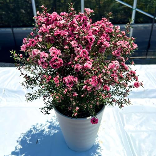 化粧鉢（白） ギョリュウバイ 御柳梅 レプスペルマム 苗のサムネイル