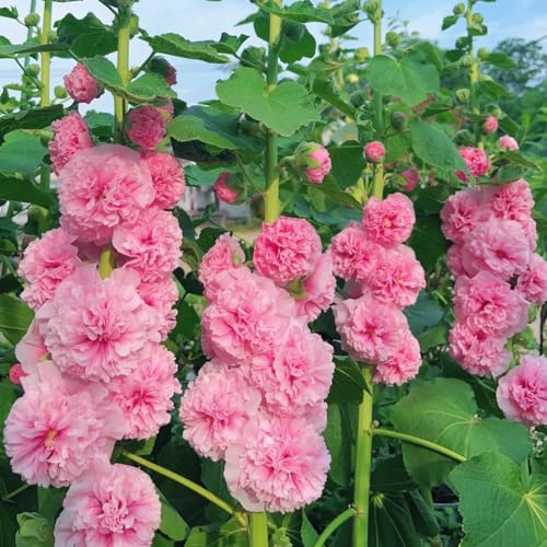 semillas de malvarrosa 500pcs