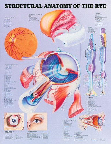 Image of Human Spine Disorders Anatomical Chart