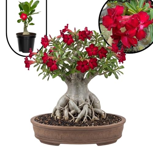 Desert Rose Live Plant 4-7 Inches Tall Desert Rose Plants Live Adenium Plant Live Flower Bonsai Tree for Planting Indoor Outdoor (Red)