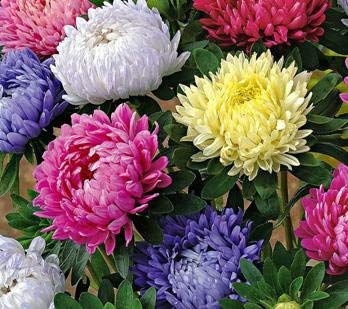 OL Seeds - Aster Mix Flower Seeds (Pack of 50 Seeds) (B0BTC4TGM9) Amazon Price History, Amazon Price Tracker