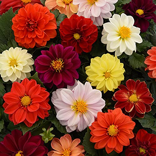 Dahlia Figaro Mix | Colourful Flowering Garden Ready Bedding Plants 6 Pack