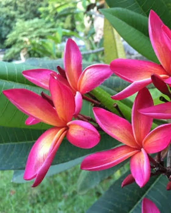 Image of Live Red Champa Plumeria Rubra Live Flowering Plant with Pot | Frangipani Plant Live | Lal Champa Ornamental Tree for Home Garden Balcony Terrace Outdoor