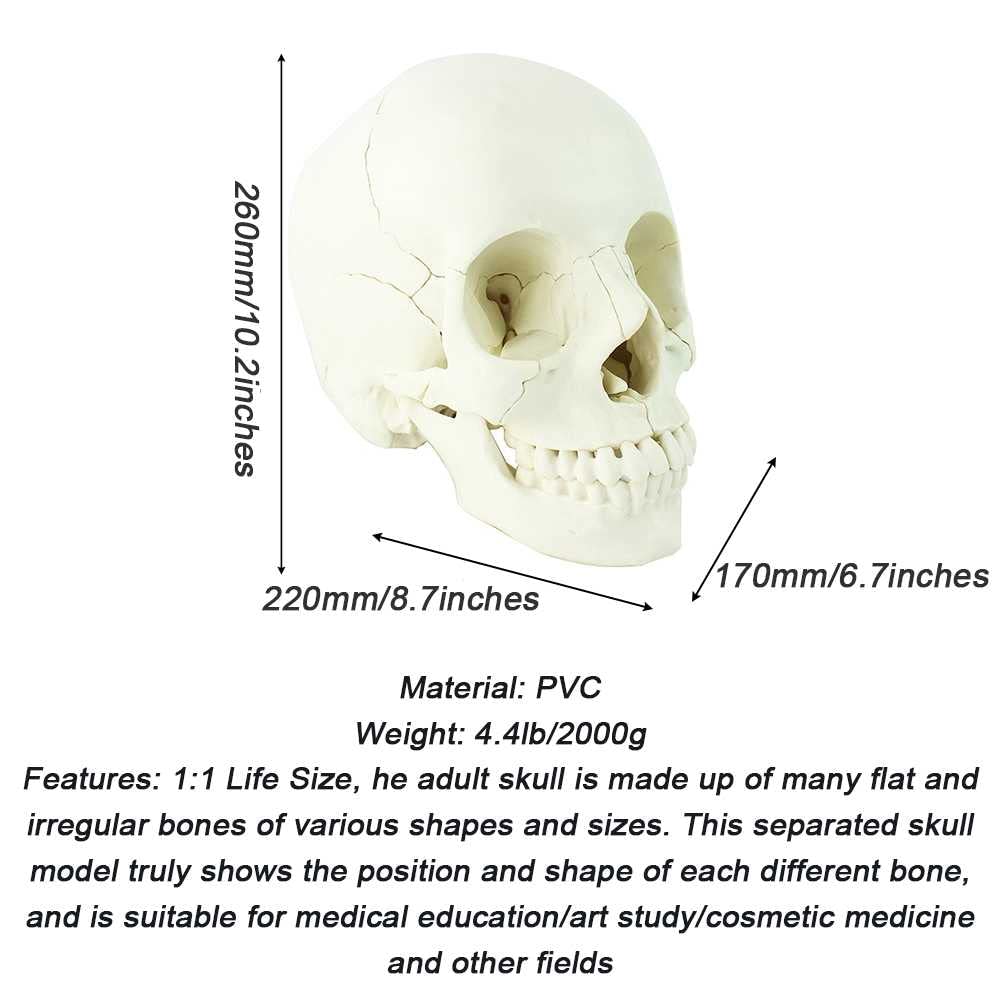 Amazon.com: FAFACAI Teaching Model, Life Size Human Skull Model 10