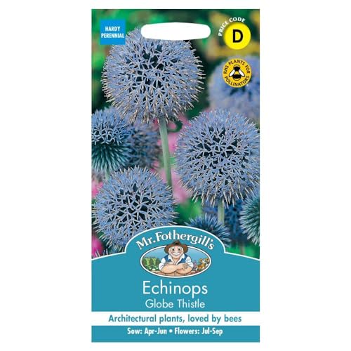 Mr Fothergill's ECHINOPS Globe Thistle