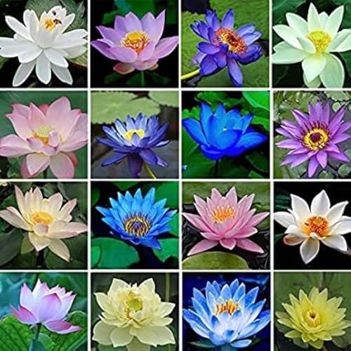 10 Seeds Lotus Flower Mixed Mix Colour Flowers Plant Seed Garden Pond Glass Water Lily Lilies Flowers