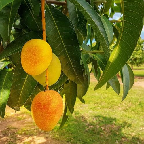 MOTHERSPLANTS Alphonso Mango Fruit Plant | Natural Healthy Grafted Hybrid Live Plant | Outdoor Gardening Fruit-Bearing Tree Sapling for Home, Garden, Balcony, Farming, Terrace and Nursery Use